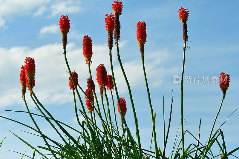 刺梨/火炬百合/三联花